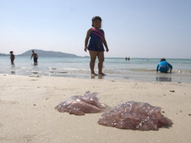 Bread and butter plate sized jellyfish on Patong beach today