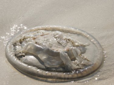 Too much flesh exposed on Phuket: a jellyfish tanning at Patong today