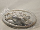 Patong Jellyfish: Other Beaches Plagued, Too