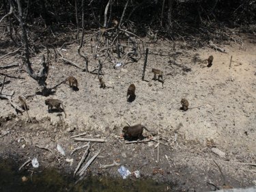 Monkeys at play on Koh Sireh: a mangrove walkway is planned