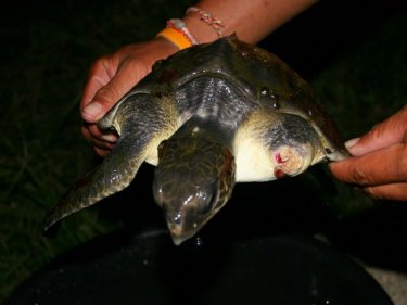 In safe hands, the Olive Ridley turtle at Phuket's Naiharn beach