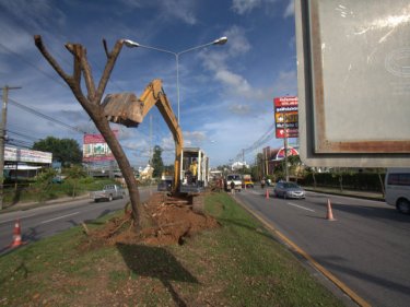 Down goes another of the Phuket trees, to be replaced by palmyra