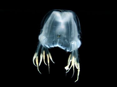 One of two small non-deadly box jellyfish types found in a Phuket bay