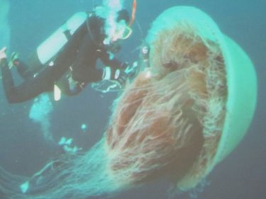 Giant ''sumo'' jellyfish causing trouble off Japan