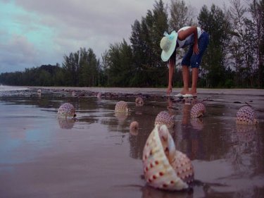 A secret beach north of Phuket laden with hundreds of shells