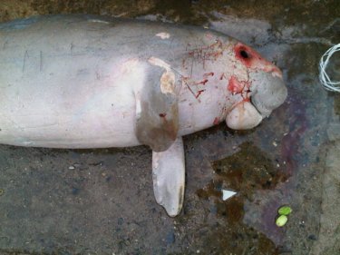 One of the dead dugongs, found off Phuket on Ko Yao Noi