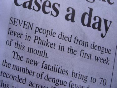 Phuket Dengue Fever: Cases Up, But No Deaths