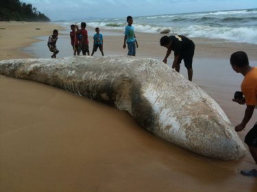 Sad end for a giant on a beach north of Phuket