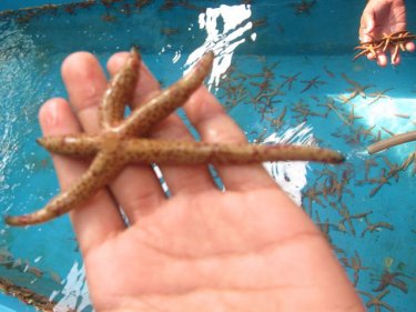 Some of the hundreds of plundered starfish, among  Phuket's treasures