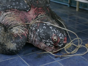 Killer Plastic Bags Choke Rare Phuket Leatherback: Shock Photo Album