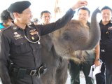 Phuket Baby Elephant Stalk by Police