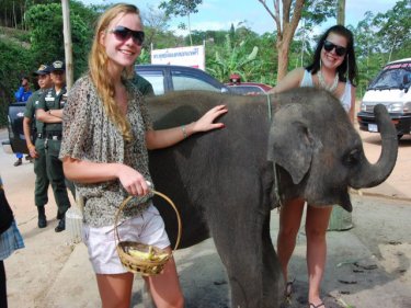 Popeye on Phuket today. Young elephants fetch 900,000 baht or more