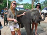 Phuket Baby Elephants Taken as DNA Police Return to Phuket
