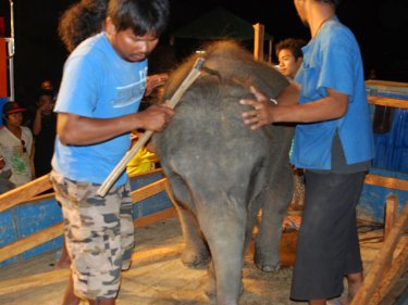 Popeye the elephant boards a trailer to head off Phuket last night