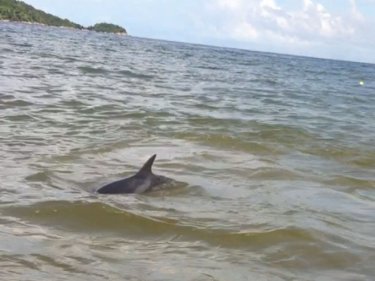 One of the lost  dolphins surfaces off Patong beach today
