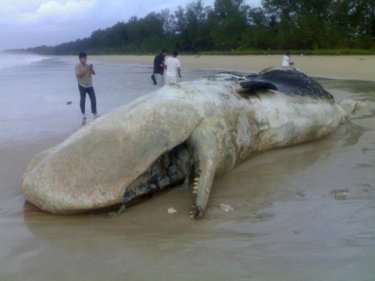 Scientists will work fast to determine what killed the giant whale