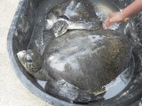 Phuket 'Dive for Debris' Aims to Save Phuket Turtles and Tourism