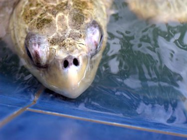 Saving Phuket's turtles, the mass Go-Eco Dive on September 30