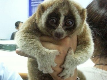 A slow loris in Patong last night as a prelude to being freed in the wild