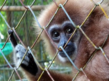 A gibbon at the Phuket rehab centre, where some now return to the wild