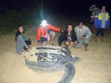 Leatherback Delight as Huge Turtle Lays Eggs North of  Phuket