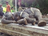 Phuket Pioneering Trek Elephant Dies After Long Illness