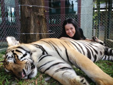 Premkamon Ketsara braves the big cats at Phuket's Tiger Kingdom today