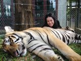 Phuket Tiger Kingdom  With a Scaredy Cat
