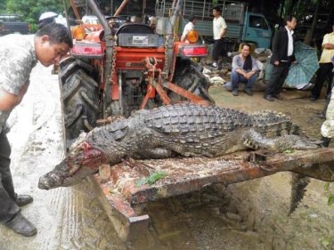 A large crocodile fell victim to the floods after escaping in Phang Nga