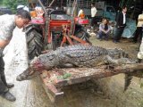 No Crocodile Smiles on Phuket or in Phang Nga's Cold Snap