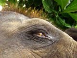 Phuket Detectives Hunt Smuggled Elephants: Camps Hide the Evidence