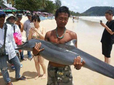 The dolphin couldn't be saved at Phuket's Patong beach