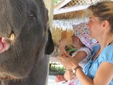 Phuket Elephant Raiders Leave Large Problem for Camps