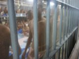 New Phuket Prison Record Set: Close to 2400 Inmates
