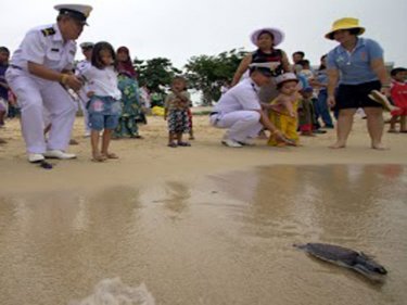 Royal Thai Navy officers at a turtle release on Phuket