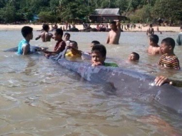 The beaked whale being cared for by locals south of Phuket