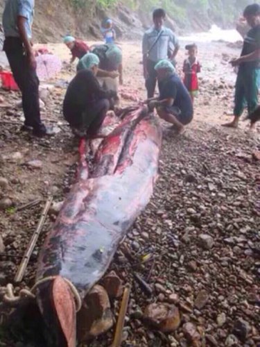 The whale is cut open by marine biologists south of Phuket yesterday