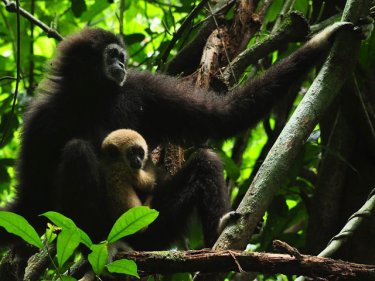 A gibbon mother and offspring in the forest, wild and free on Phuket