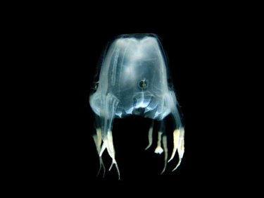 A remarkable Phuket box jellyfish, fortunately only one centimetre long