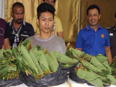 Kratom leaves fetch a high price on Phuket, a dealer has told police