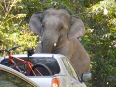 An elephant at a national park in Isarn objected to having lights flashed as it strolled the highway and decided a bonnet stomping was in order