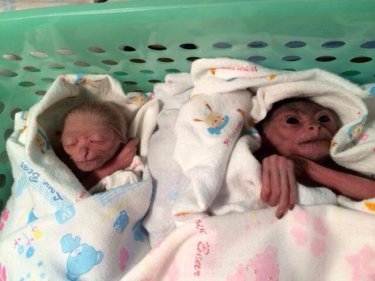 Sadly, the male twin born to Mee the gibbon mother has died