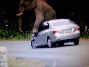 Elephants and cars are not seeing eye to eye in Khao Yai national park