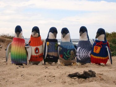 A 109-year-old Aussie knits colored tuxes to help ailing penguins cope