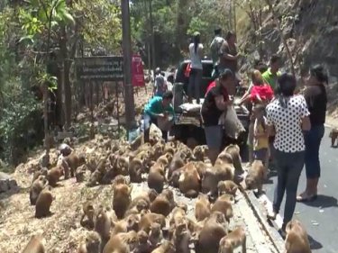 Hundreds of Phuket monkeys descend to suck water from holes in pipes