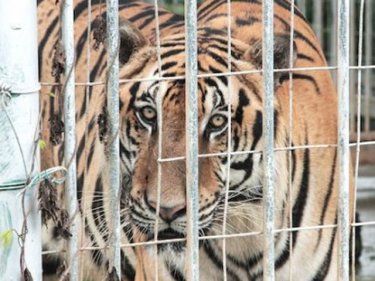 Laos is SE Asia's horrific tiger economy, where lawlessness rules