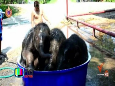 Three juvenile elephants enjoy a bath at Ayuthaya today as debate rages about the treatment of elephants in tourism in Thailand