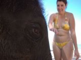 Elephant 'Nadia' Forced to Quit  Phuket Resort