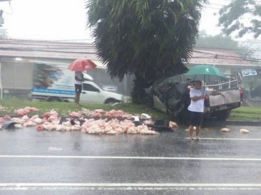 Well and truly plucked, SuperCheap chickens cover a Phuket road today