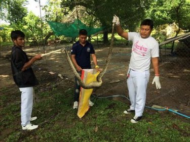 Belly full, the social climbing python is bagged by Phuket catchers today